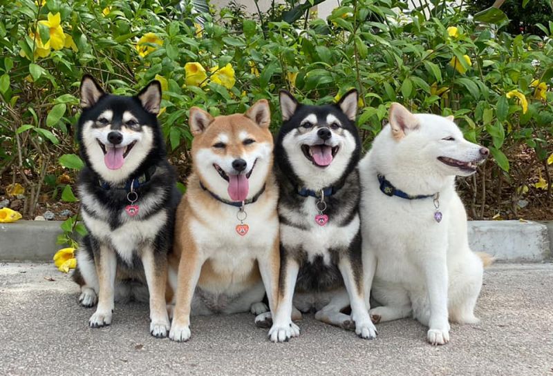chó shiba inu